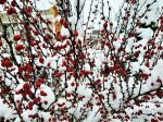 Миниатюра : Снежный февраль