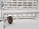 Миниатюра : Снежный кот