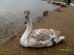 Миниатюра : Лебедь на сакском озере