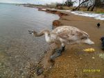 Миниатюра : Лебедь на озере