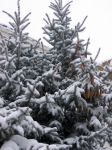 Миниатюра : Снег в Саках, февраль 2007
