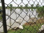 Миниатюра : Лебеди на Михайловском озере