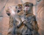 Миниатюра : В зоопарке Тайган