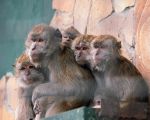 Миниатюра : В зоопарке Тайган