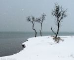 Миниатюра : Саки в феврале, снег