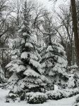 Миниатюра : Саки в феврале, снег