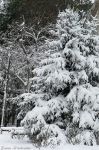 Миниатюра : Саки в снегу