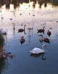 Миниатюра : Лебеди на Сакском озере