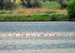 Миниатюра : Фламинго прилетели в Саки