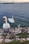 Миниатюра : Лебеди на Сакском озере Ковш