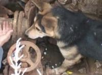 В Саках спасатели МЧС спасли собаку, 26 января 2011