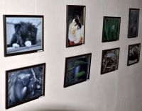 В Симферополе открылась фотовыставка сакского врача, 14 ноября 2011