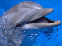 К лету в Евпатории откроют большой дельфинарий, 7 февраля 2012