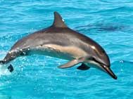 29 апреля в Евпатории откроется крупнейший в Украине дельфинарий