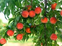 В Крыму небывалый урожай персиков