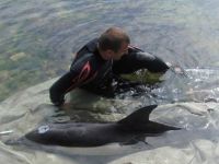 На сакском берегу спасли дельфина