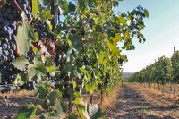 Скоро - Сбор винограда для предприятия Легенда Крыма, анонс от 21 августа 2016