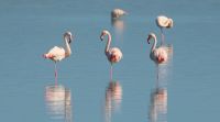 В Крым прилетели фламинго