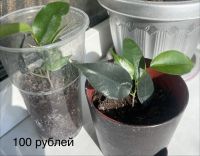Цветы А-34569-3