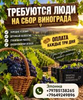 Работа на виноградниках Р-95817