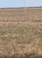 Участок на Косе Беляус Н-274752-1