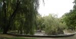 Миниатюра : Саки 2006, пруд "Крым"
