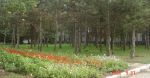Миниатюра : Саки 2006, парк
