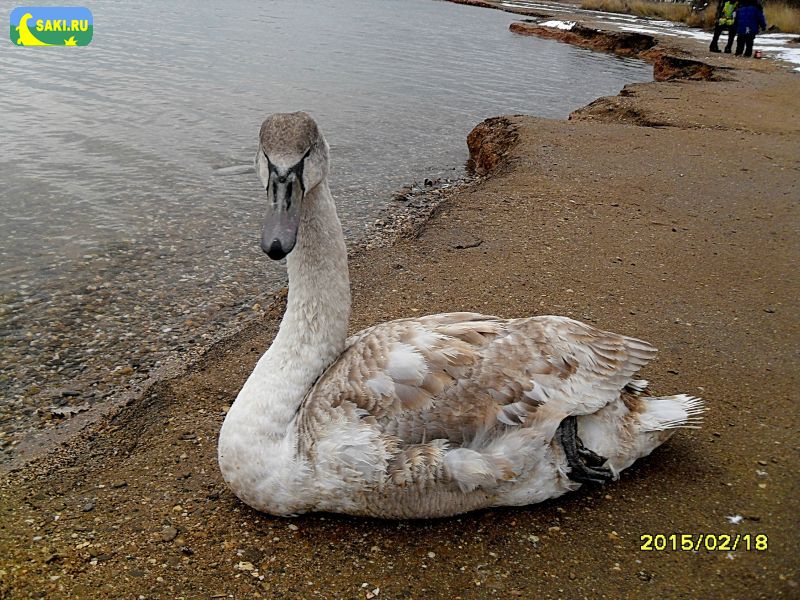 Лебедь на сакском озере