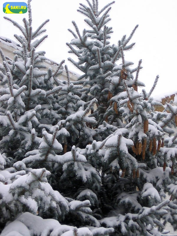 Снег в Саках, февраль 2007