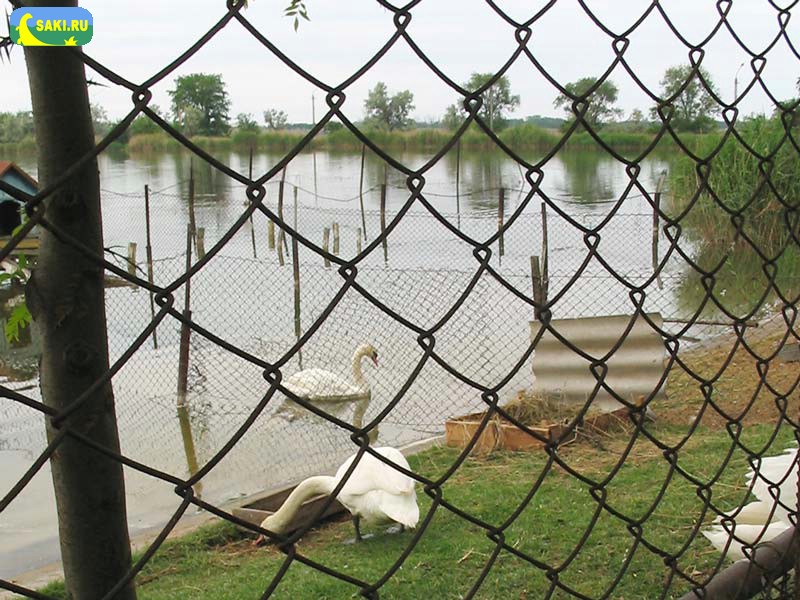 Лебеди на Михайловском озере