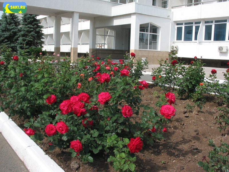 Розы санатория им. Пирогова