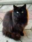 Миниатюра : Жил да был черный кот за углом
