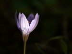Crocus speciosus