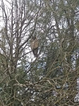 Ушастая сова в сакском парке