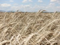 Сбор ранних зерновых в Крыму завершён