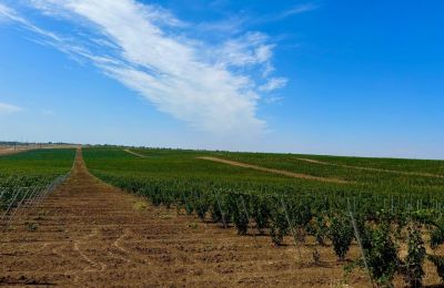 В Сакском районе построят винзавод, 6 августа 2025